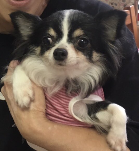 【運命の赤い糸見〜つけた💓ロングコートチワワのオーロラちゃん💕】2019,7,9